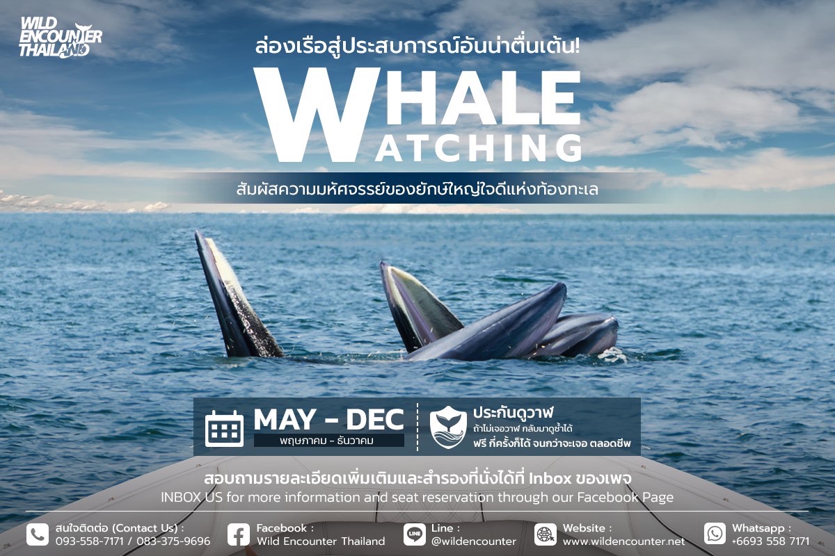 Whale Watching in Thailand near Bangkok ดูวาฬบรูด้าในอ่าวไทย